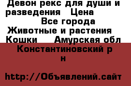 Девон рекс для души и разведения › Цена ­ 20 000 - Все города Животные и растения » Кошки   . Амурская обл.,Константиновский р-н